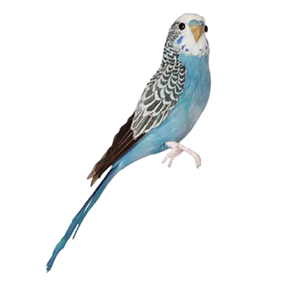 Blue Parakeet Illustration