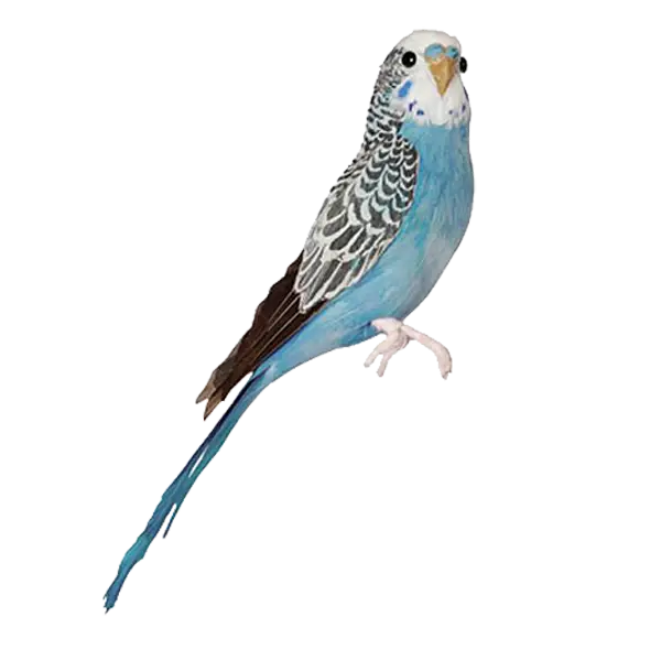 Blue Parakeet Illustration