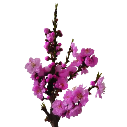 Branch with Bright Pink Blossoming Flowers