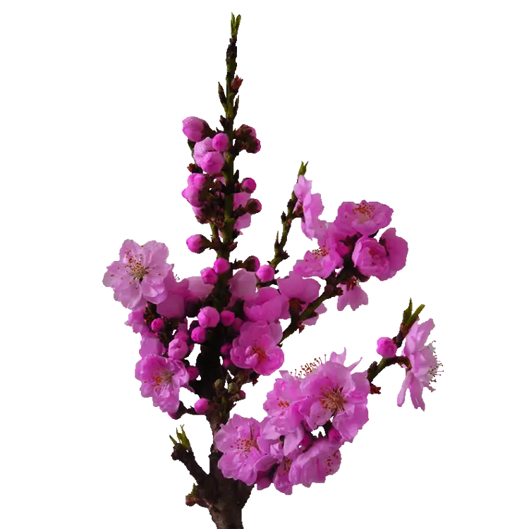 Branch with Bright Pink Blossoming Flowers