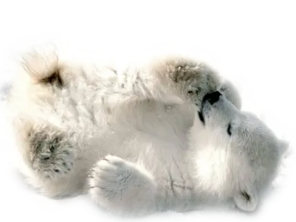 Polar Bear Cub Lying Down