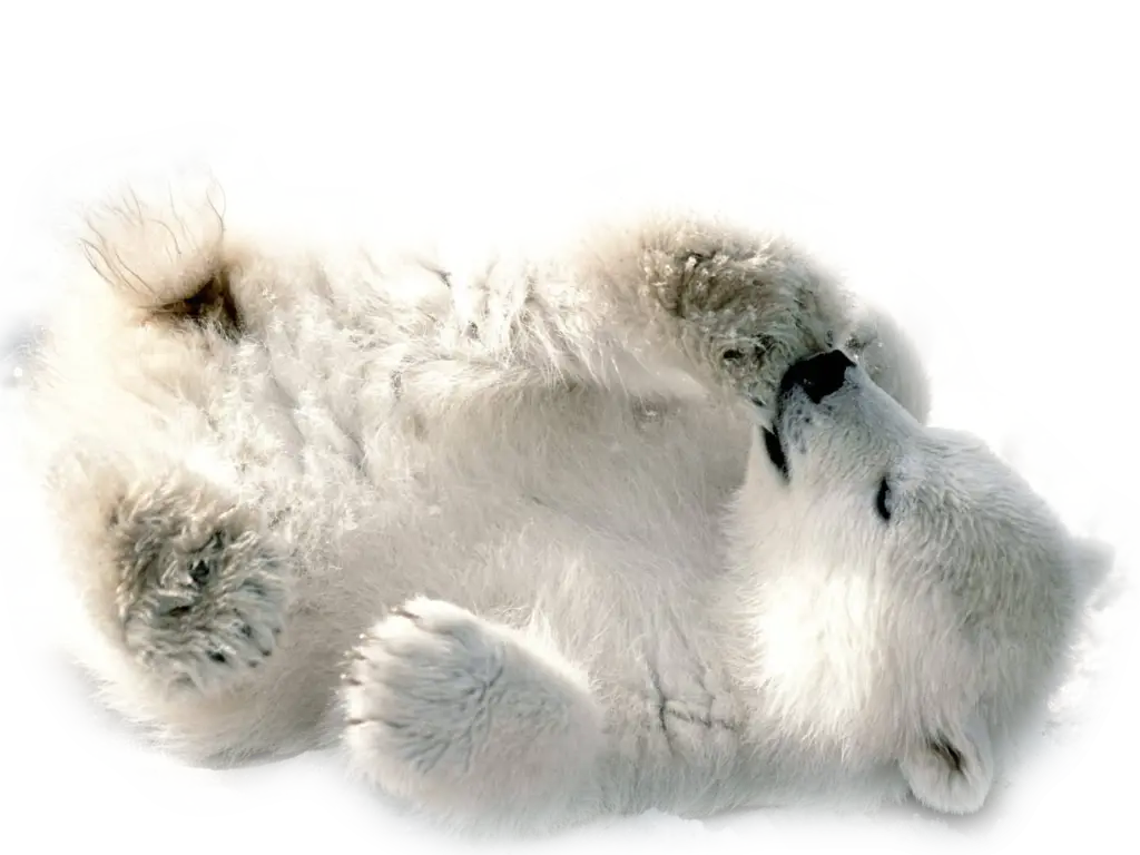 Polar Bear Cub Lying Down