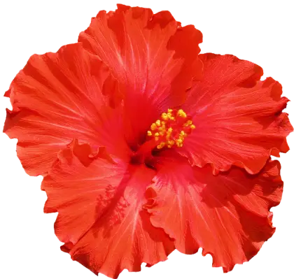 Red Hibiscus Flower