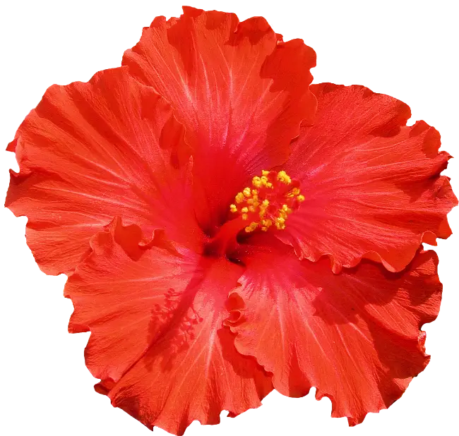 Red Hibiscus Flower