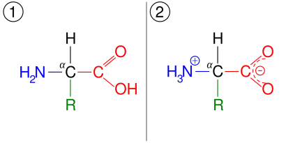Amino Acid Zwitterion Structure and Chemistry Diagram