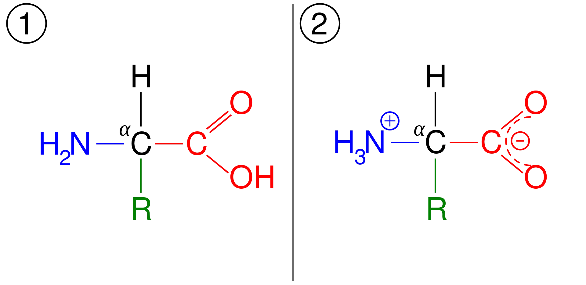 Amino Acid Zwitterion Structure and Chemistry Diagram