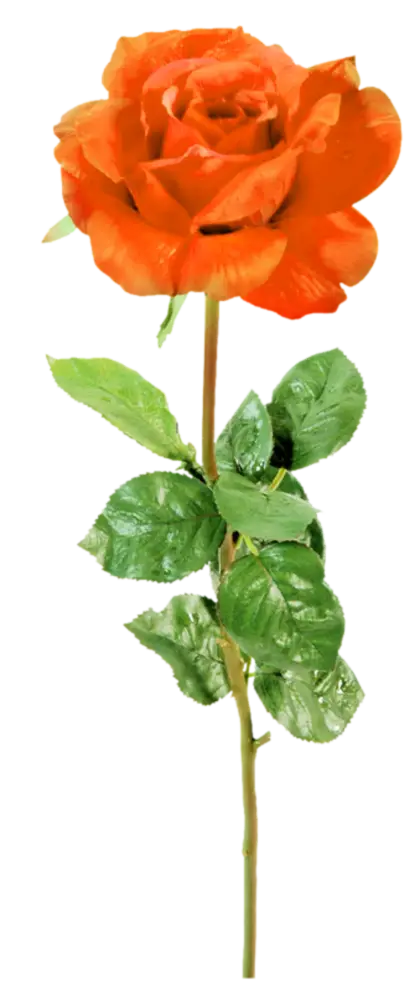 Beautiful Orange Rose with Green Leaves