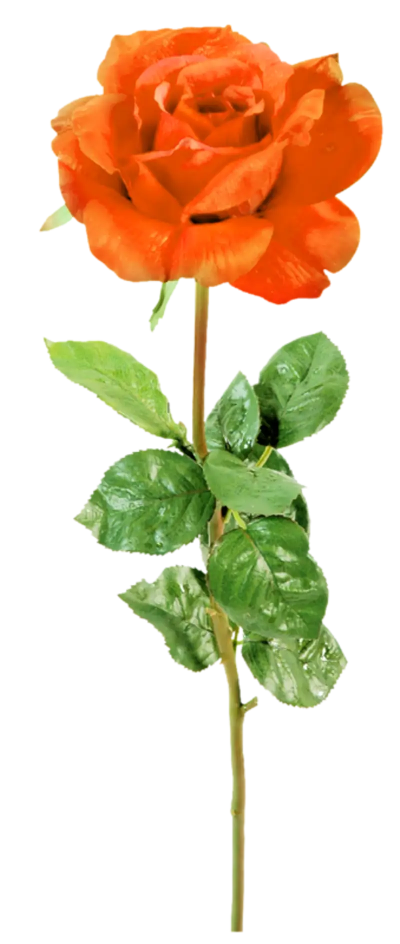Beautiful Orange Rose with Green Leaves