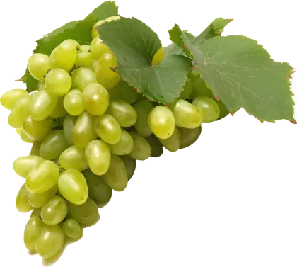 Fresh Green Grape Cluster with Leaves
