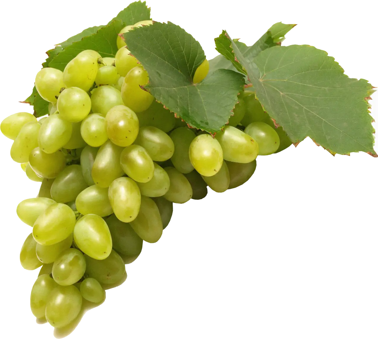 Fresh Green Grape Cluster with Leaves