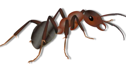Realistic Ant Illustration