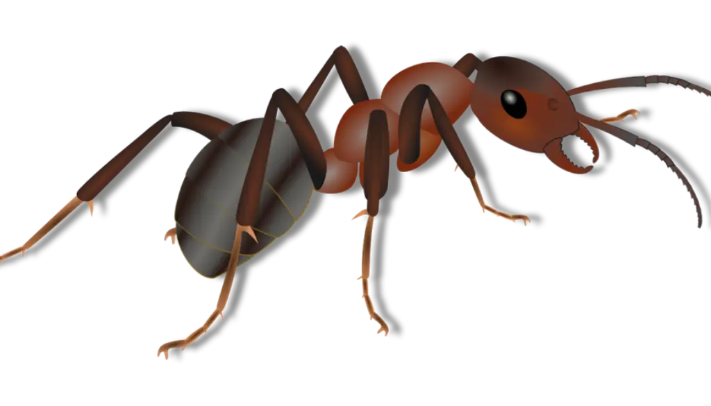 Realistic Ant Illustration