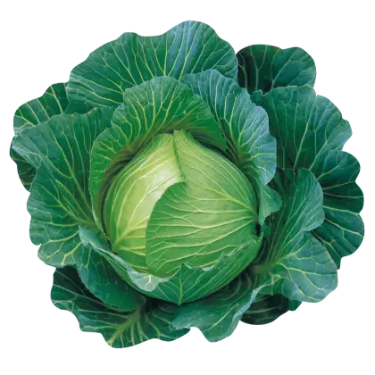 Fresh Green Cabbage