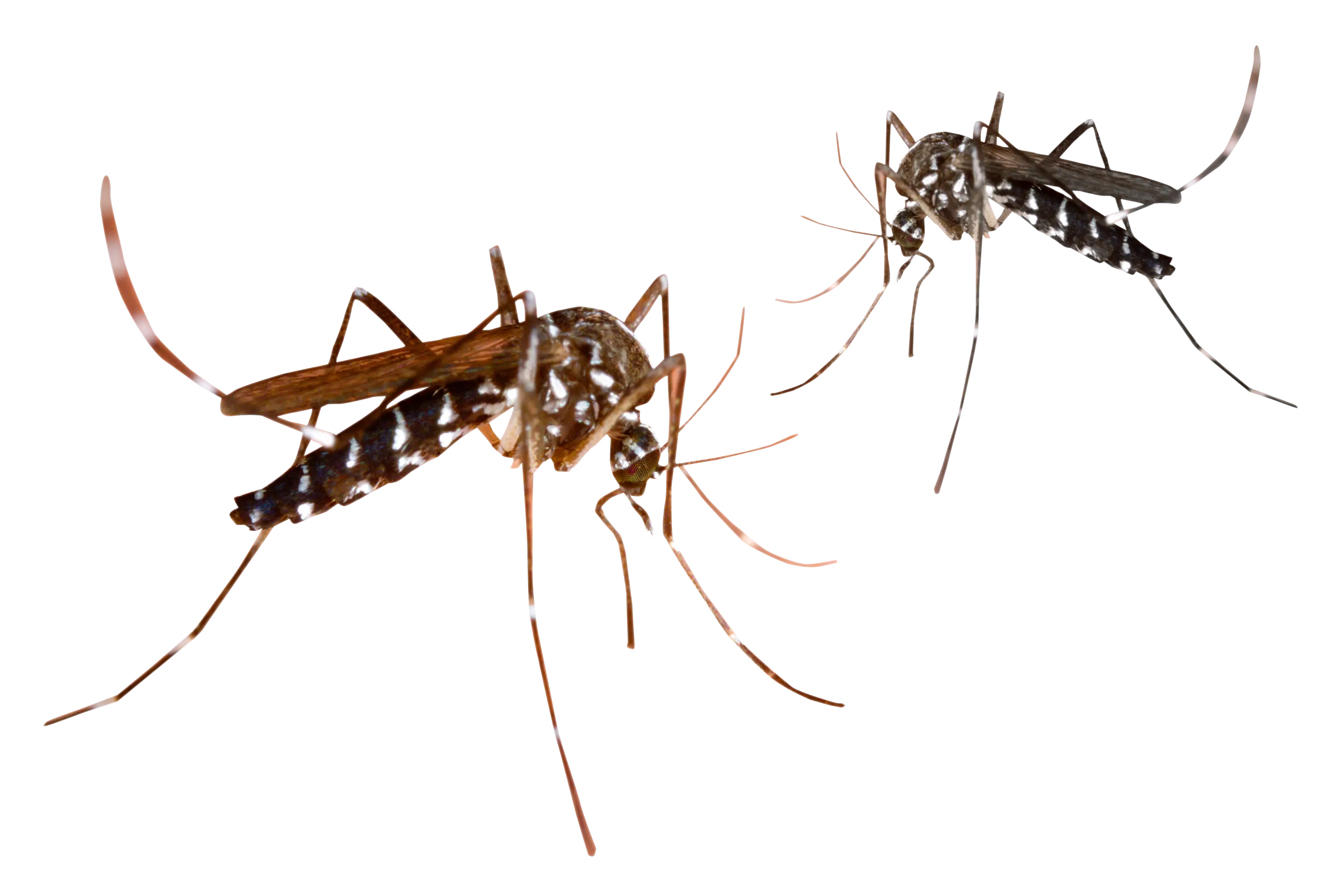 Mosquitoes on Transparent Background