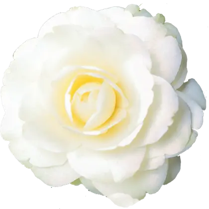 Illustration of White Rose Flower