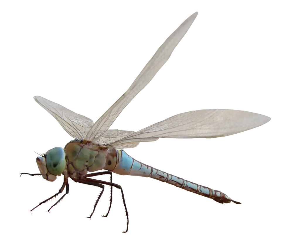 Detailed Blue Dragonfly Illustration