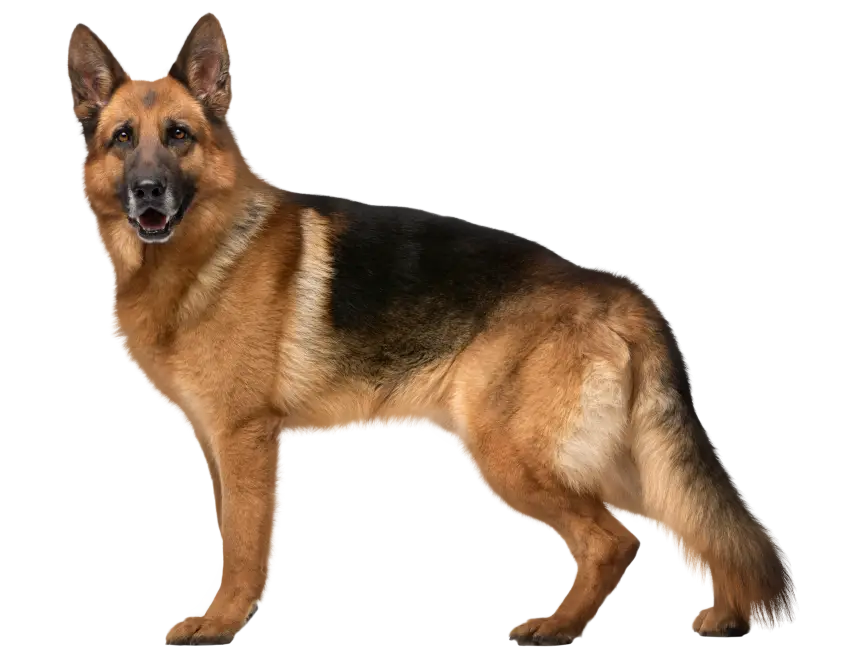 German Shepherd Dog Standing