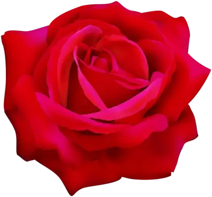 Red Rose Bloom