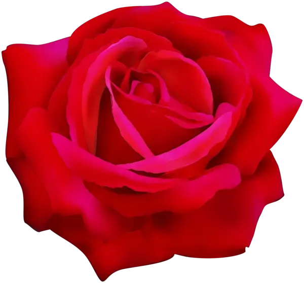 Red Rose Bloom