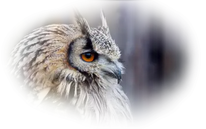 Owl Close-Up with Focused Details