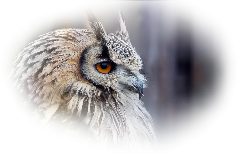 Owl Close-Up with Focused Details