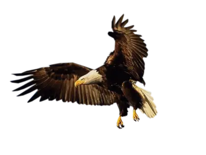 Bald Eagle in Flight with Wings Spread