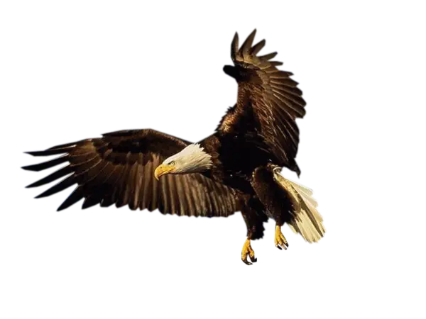Bald Eagle in Flight with Wings Spread