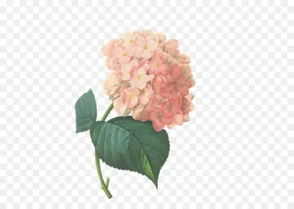 Pink Hydrangea Blossom with Green Leaves