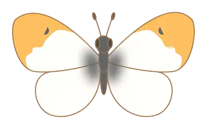 Beautiful Butterfly with Orange and White Wings