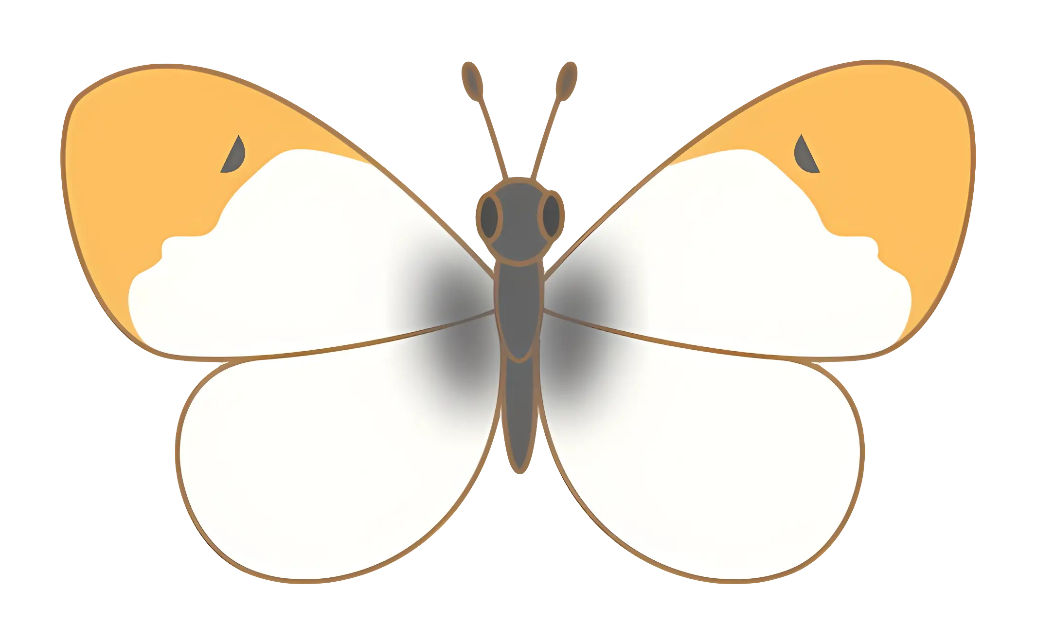 Beautiful Butterfly with Orange and White Wings