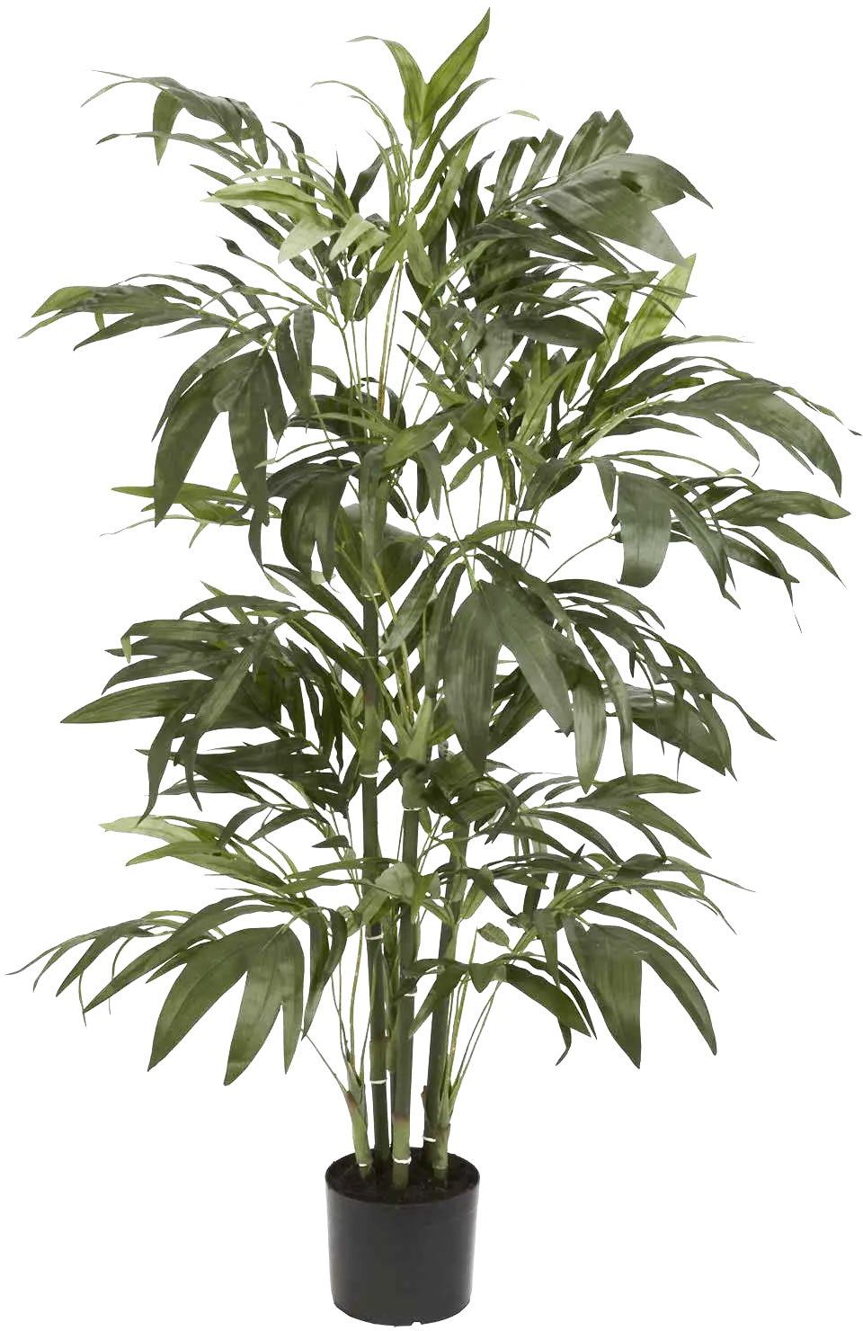 Green Plant in Pot