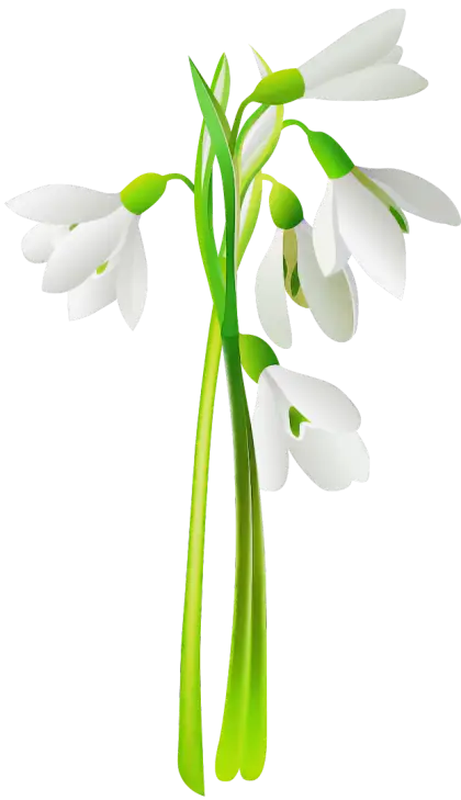 Beautiful White Flowers with Green Stems