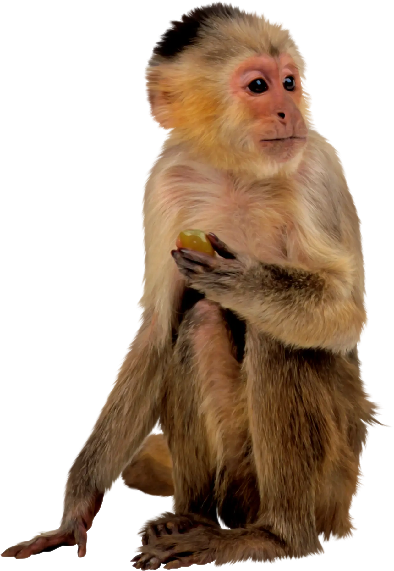 Monkey Holding Fruit in Natural Pose