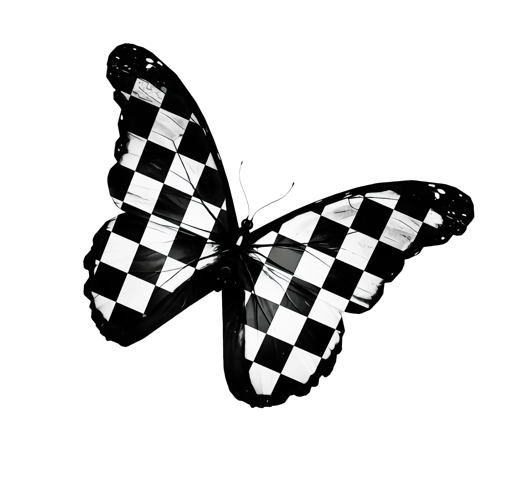 Black and White Checkered Butterfly