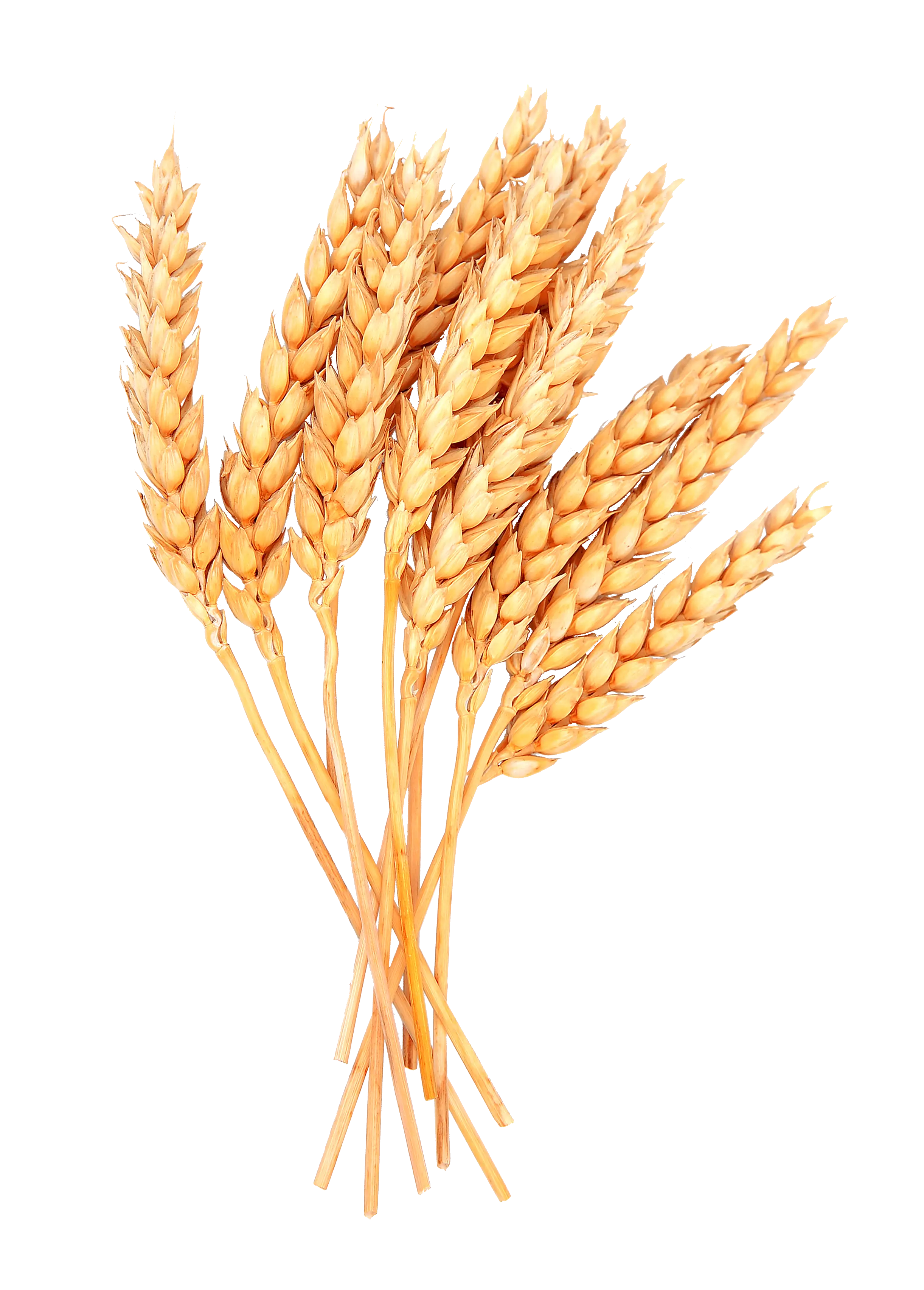 Golden Wheat Crops Illustration