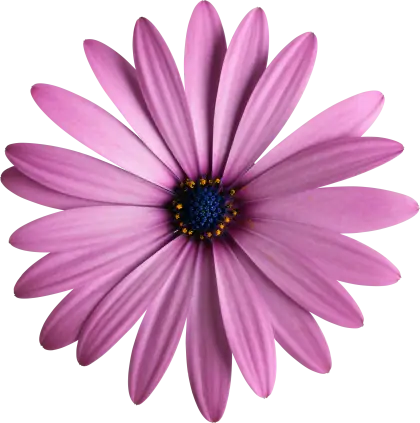 Pink Daisy Flower with Beautiful Petals
