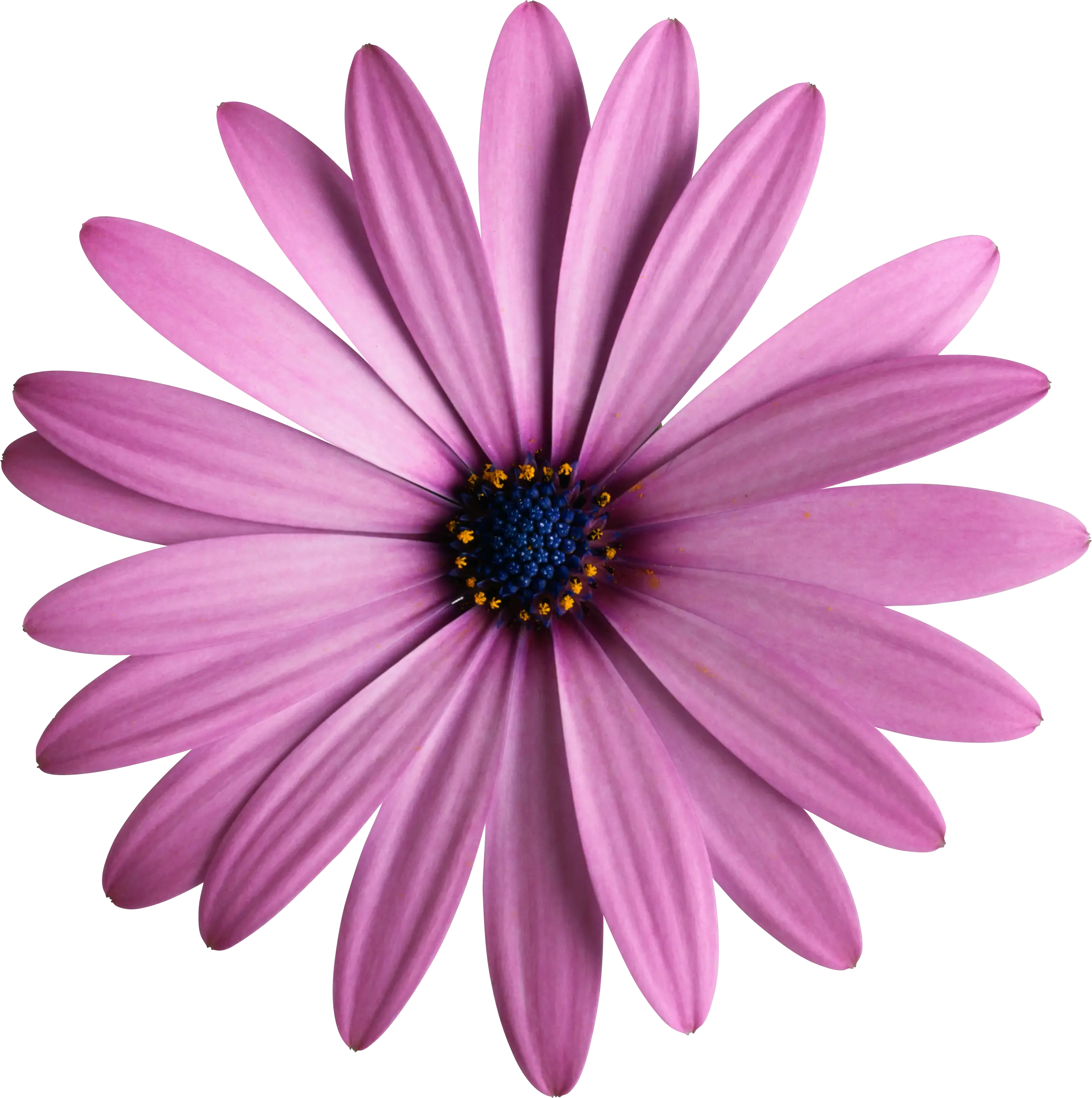 Pink Daisy Flower with Beautiful Petals