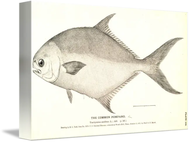 Common Pompano Fish Illustration