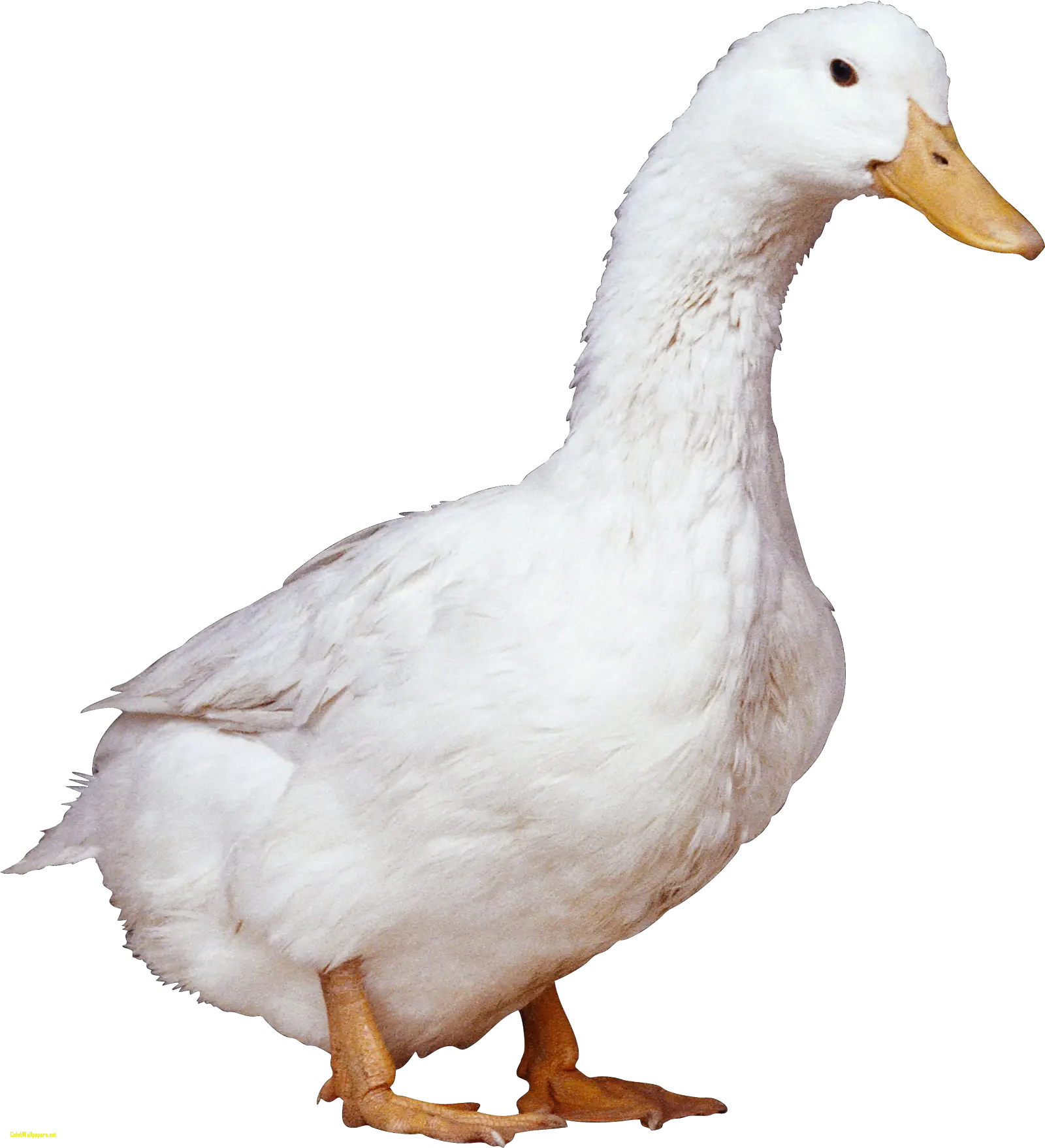 White Duck in Natural Pose
