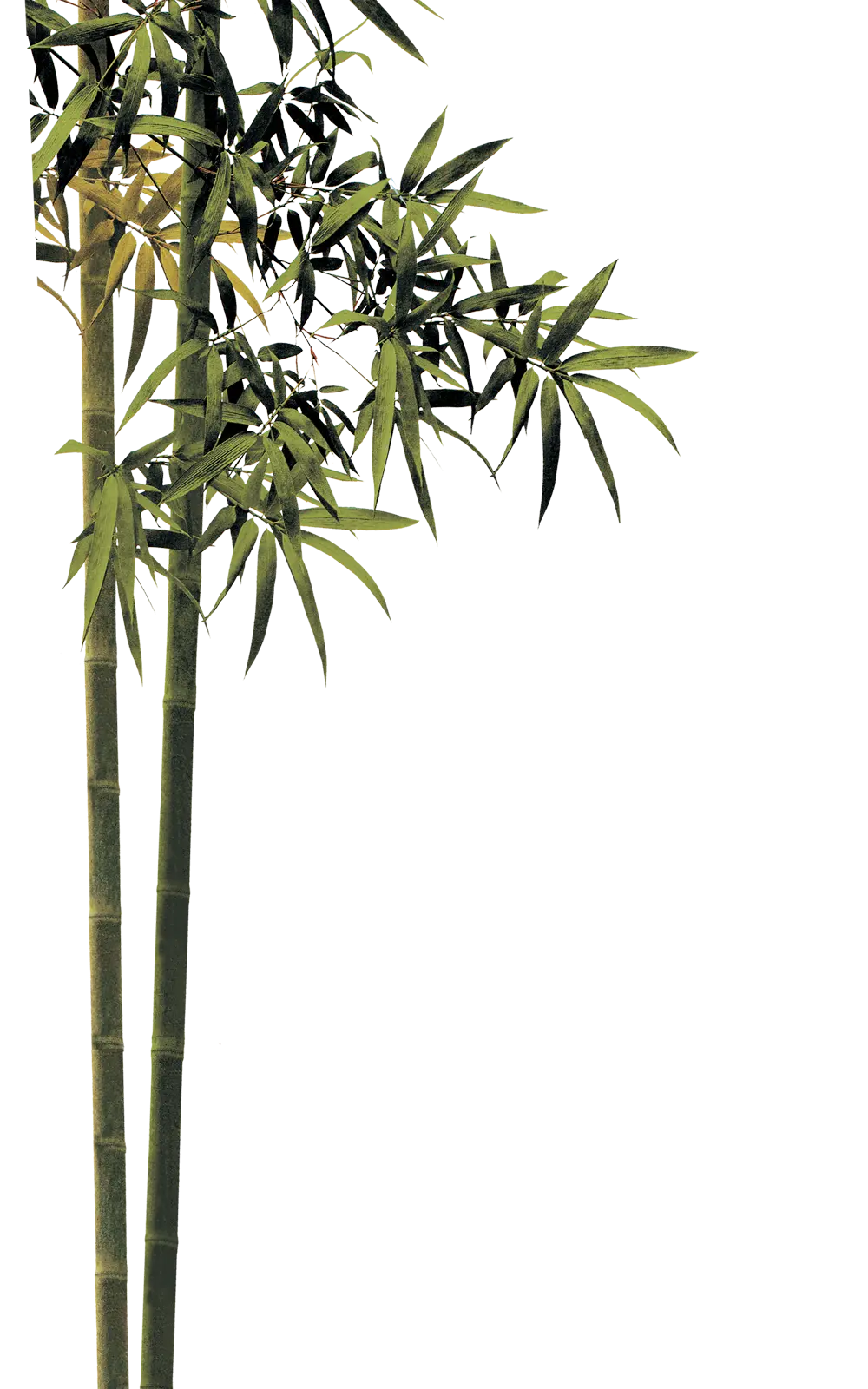 Illustration of Green Bamboo Stems