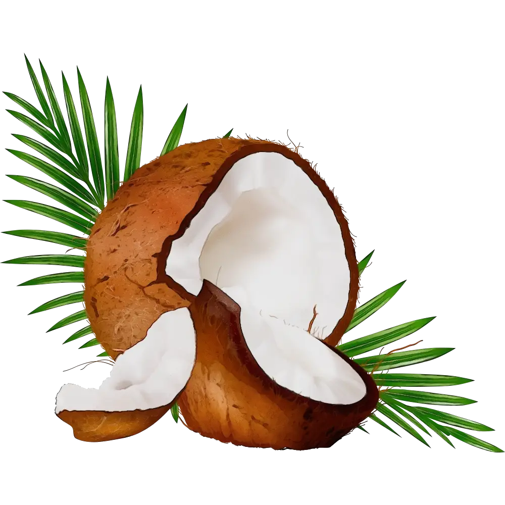 Tropical Coconut with Palm Leaves