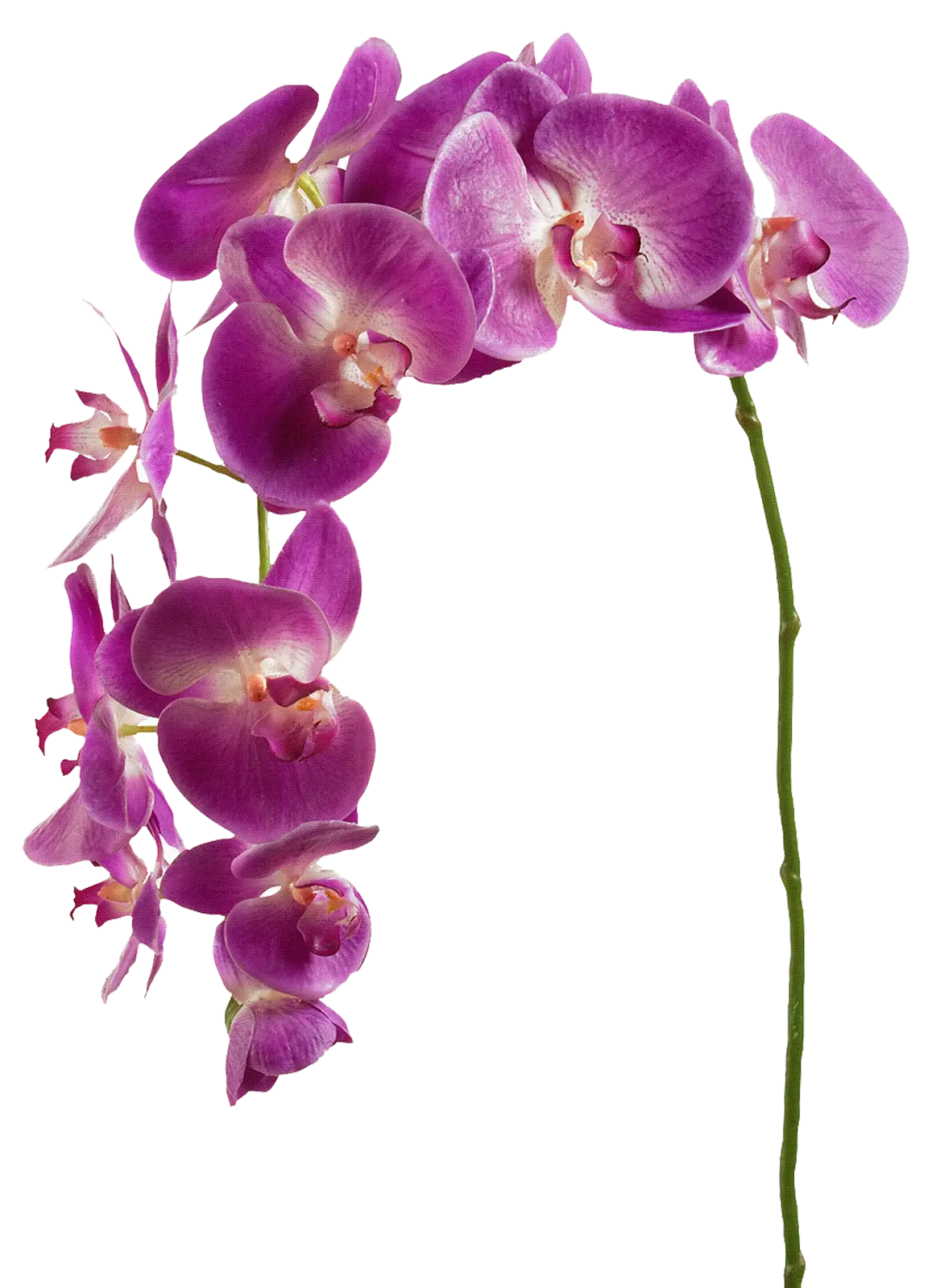 Beautiful Pink Orchid Flowers