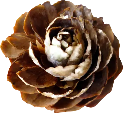Beautiful Brown Flower with Petals