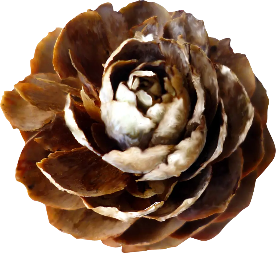 Beautiful Brown Flower with Petals