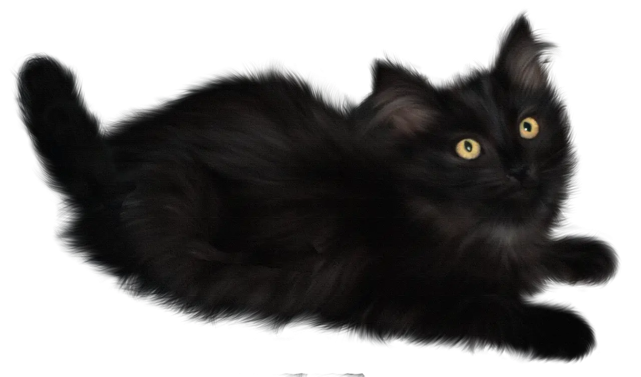 Beautiful Fluffy Black Cat with Yellow Eyes