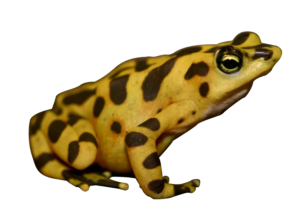 Yellow Frog with Black Spots