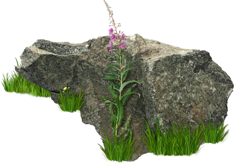 Rock with Grass and Purple Flower in Nature Scene