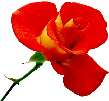 Beautiful Red Rose with Green Stem