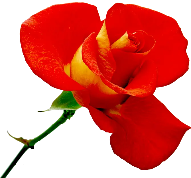 Beautiful Red Rose with Green Stem
