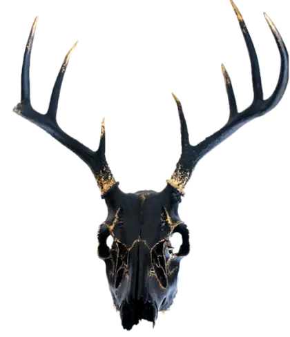 Black Deer Skull with Gold Accents and Antlers